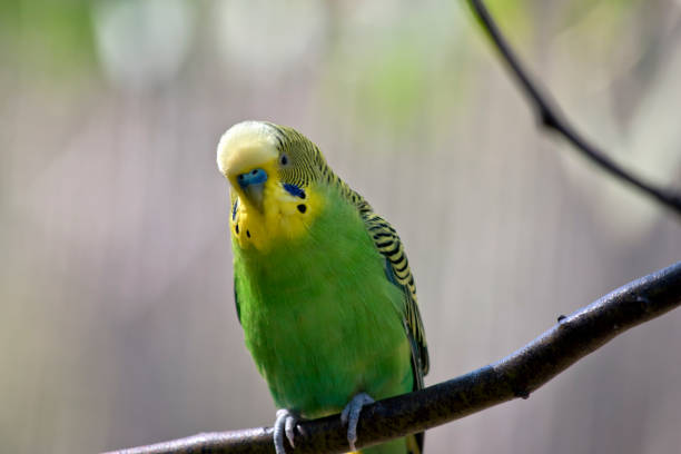 istock this is a close up of a parakeet 1185561828