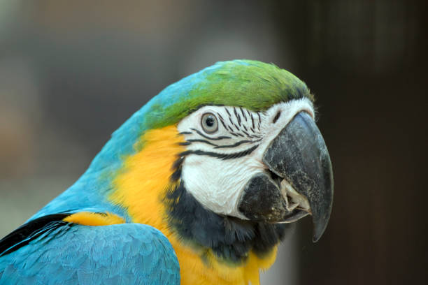 istock this is a side view of a blue and gold  macaw eating 1185562361