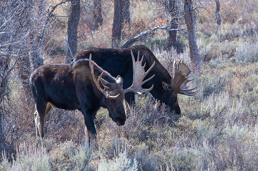 Two large bull moose grazing in the Tetons