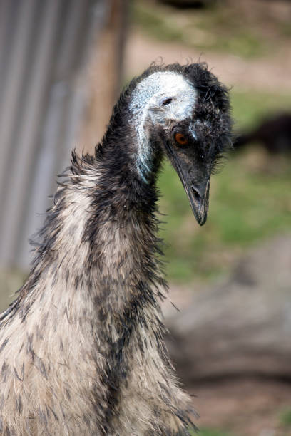 istock this is a close up of an emu 1185563132