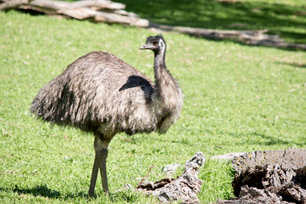 istock this is a side view of an Australian emu 1185563230