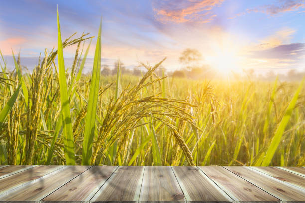 Brown wooden table board empty on Beautiful Organic paddy-field. Brown wooden table board empty on Beautiful Organic paddy-field. Rice field and sky background at sunset time with sun rays. rice paddy stock pictures, royalty-free photos & images