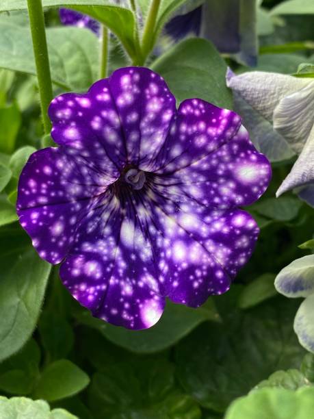 istock Close-up of a blue flower with white star pattern 1185565240