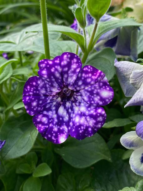 istock Close-up of a blue flower with white star pattern 1185565242