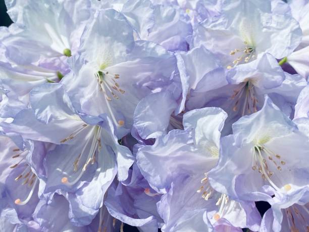 Satsuki azalea (Azalea Rhododendron) flowers closeup