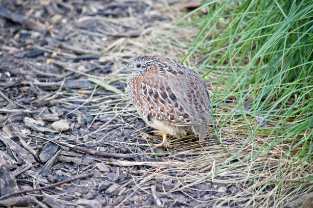 the quail is a small ground bird that is walking towards the tall grass