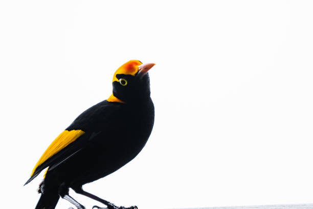 リージェントバウアーバード美しい黄色と黒の弓鳥ラミントン国立公園オライリーズ熱帯雨林クイーンズランドオーストラリア - cowbird ストックフォトと画像