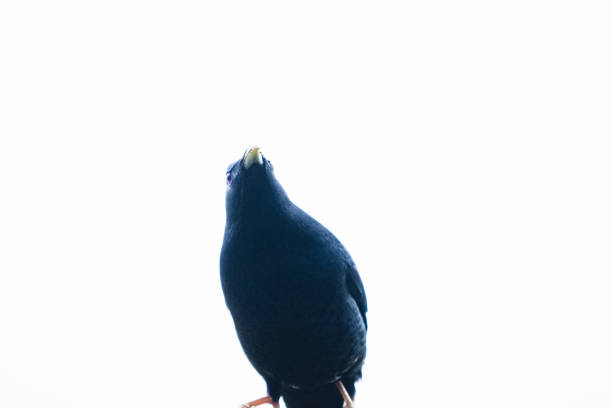 background textured wallpaper inspiration design AustraliaAustralian animal bird