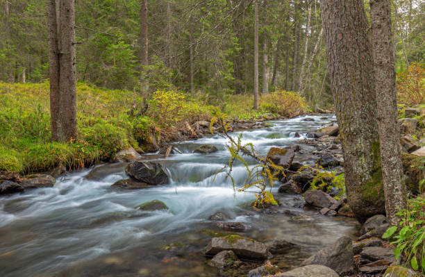 istock Antholz creek, South Tyrol 1185575826