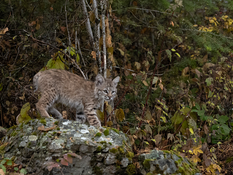 A captive bobcat kitten (Lynx Rufus) looking down from top of a rock. This is on a hillside rock wall in the autumn. A game farm in Montana, with animals in natural settings.