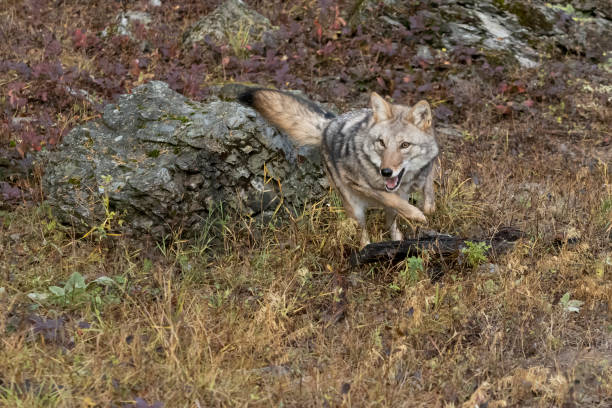 istock Coyote Running on Grass Hill with Boulders Intense Look Captive 1185576076