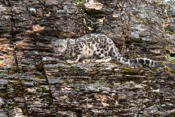 istock Snow Leopard Looking Down Rocky Hill Natural Autumn Setting Captive 1185576112