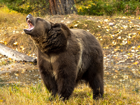 Grizzly Bear by waters edge with fall color background. A game farm in Montana, with animals in natural settings.