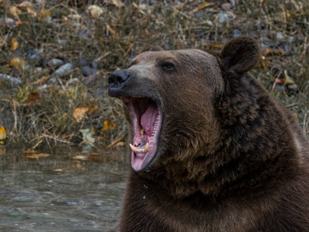 istock Grizzly Bear Head Mouth Open by Waters Edge Captive 1185576165