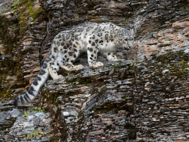 istock Snow Leopard Sneaking on Rocky Hill Natural Autumn Setting Captive 1185576239