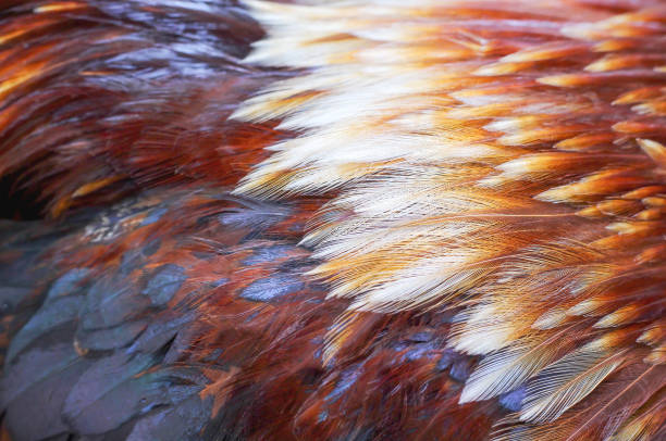 istock Rooster bantam  fur texture , beautiful animal skin patterns for nature background 1185576832