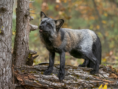 A cross fox standing on a tree trunk in the forest. Has an intense look in its eyes. A game farm in Montana, with animals in natural settings.
