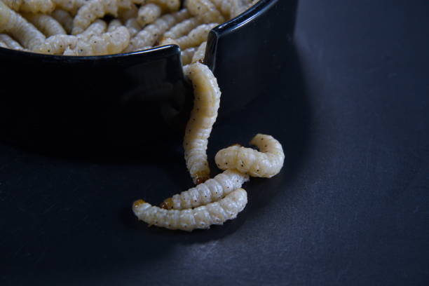 Bamboo Caterpillar, bamboo worm (and one of the insects called bamboo borer), is a moth of the family Crambidae. Its habitat are the bamboo groves and forests in the cooler regions of northern Thailand, northern Laos, northern Myanmar, and adjacent parts of Yunnan Province, China.