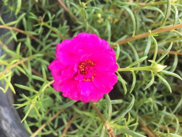 istock Pink Portulaca flowers in pots 1185577912