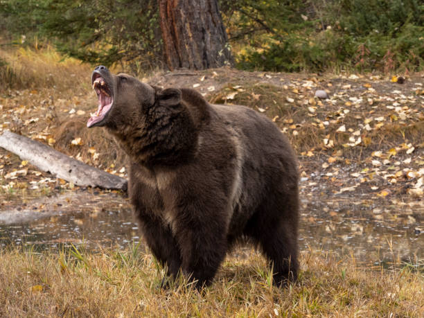 orso grizzly di waters edge sfondo colore autunnale prigioniero - orso bruno foto e immagini stock