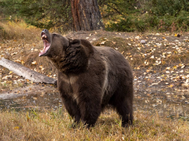 Grizzly Bear by Waters Edge Autumn Color Background Captive Grizzly Bear by waters edge with fall color background. A game farm in Montana, with animals in natural settings. snarling photos stock pictures, royalty-free photos & images