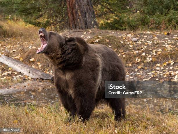 Grizzly Bear By Waters Edge Autumn Color Background Captive Stock Photo - Download Image Now