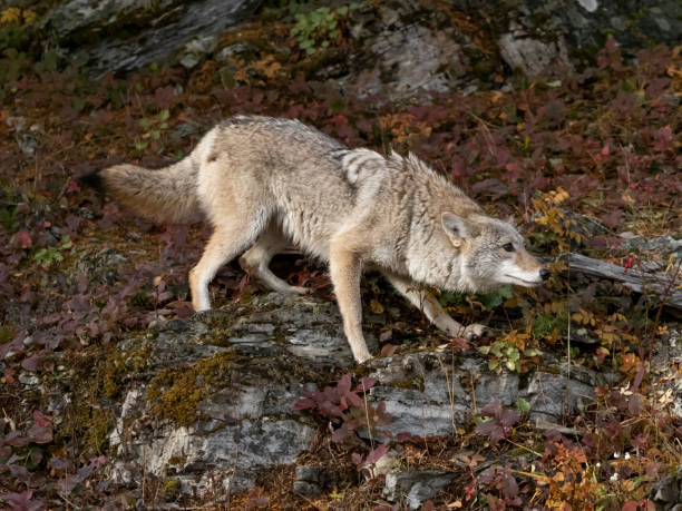 istock Coyote Prowling on Hillside Autumn Large Rocks Intense Look Captive 1185578123