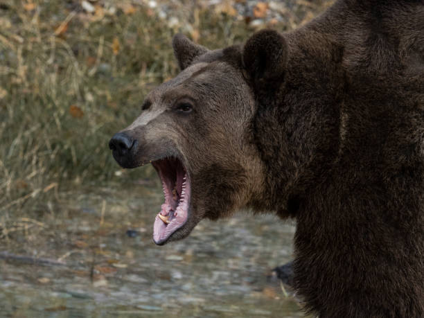 istock Grizzly Bear Head Mouth Open in Water Captive 1185578149