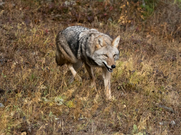coyote canis latrans dans grass field intense look captive - coyote desert outdoors day photos et images de collection
