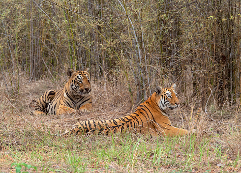 Tiger Gabbar and Maya, Panthera tigris, Tadoba, Maharashtra, India