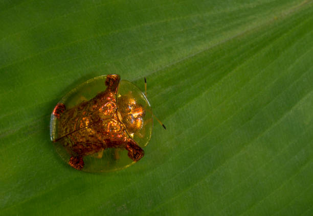 Tortoise Beetle, Lonavala, Maharashtra, India