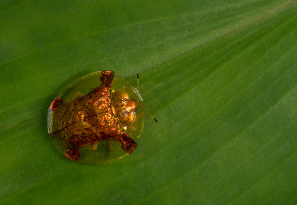 żółw beetle, lonavala, maharashtra, indie - hybridize zdjęcia i obrazy z banku zdjęć