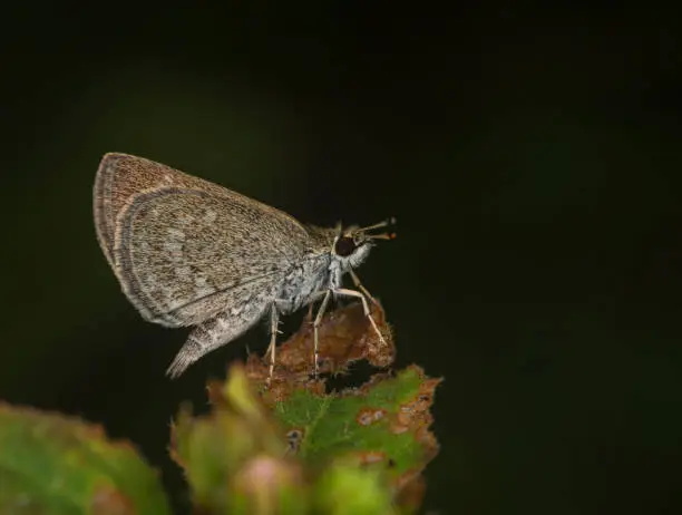Photo of Pygmy Scrub Hopper, Aeromachus pygmaeus, Butterfly, Garo Hills, Meghalaya, India