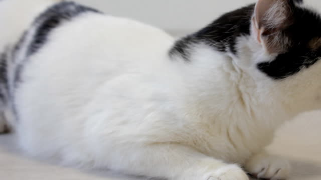 The white domestic cat looks over with his hind legs and looks into the camera, close-up