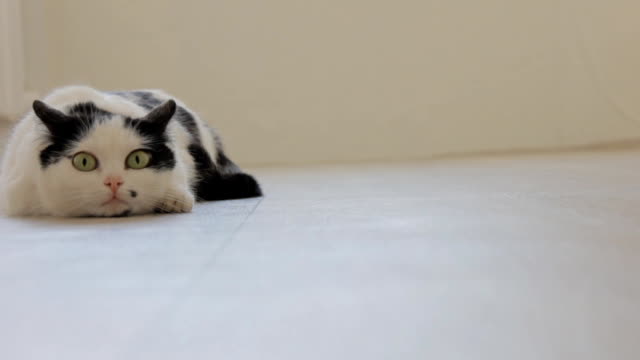 White domestic cat with black spots, playing, swinging on the floor and looking at the camera, white background
