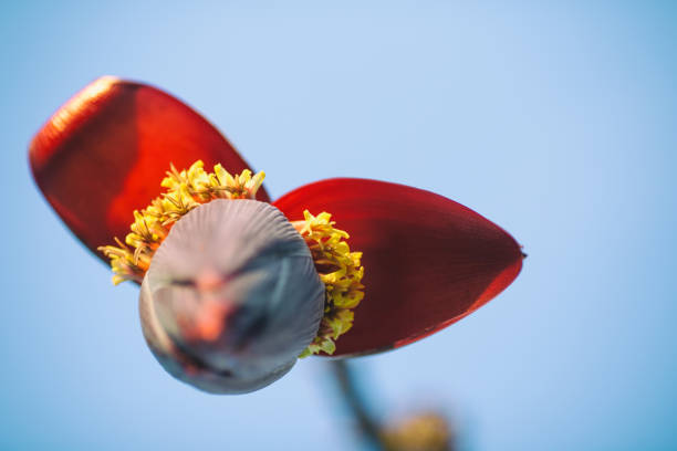 banana flower