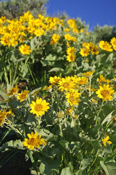 istock The Beauty of Nature 1185580981