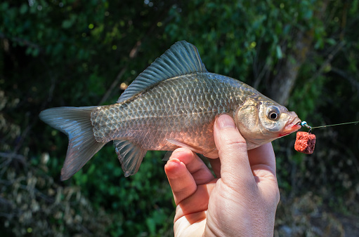 caught crucian in the hand of a fisherman