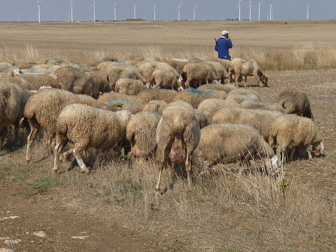 The Meseta Spain. September 2016. Lone shepherd in blue overalls tending a large flock of sheep on a dry windswept plain called the meseta between Burgos and Lyon. Dry parched landscape, blue sky,  electricity producing wind farm on horizon.  \n\n\n .