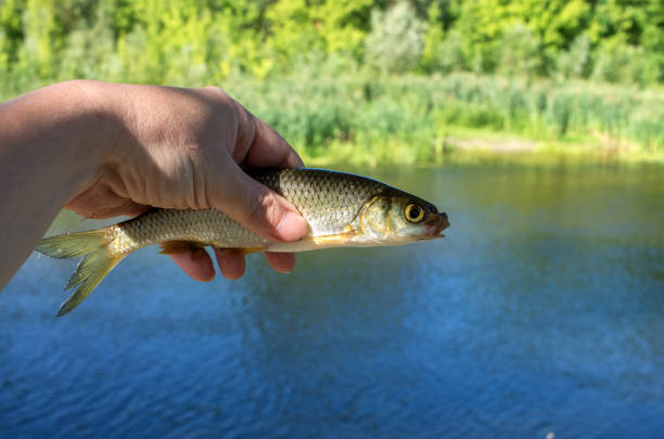 istock chub fish caught in the hand 1185582801
