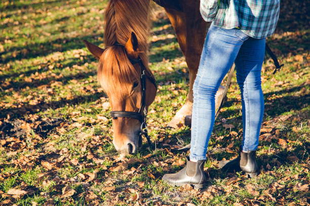 istock Horse grazing some grass at sunset 1185585764