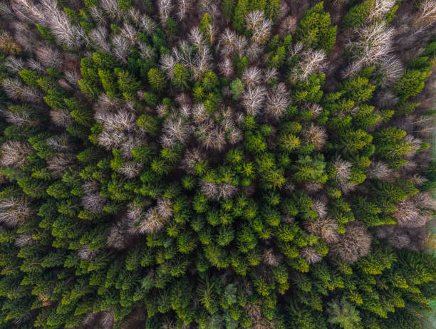 istock late autumn in the forest. 1185586029