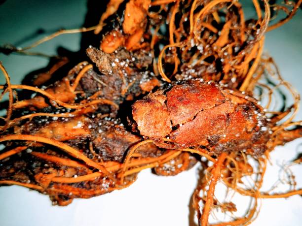 istock A picture of tamarind 1185586639