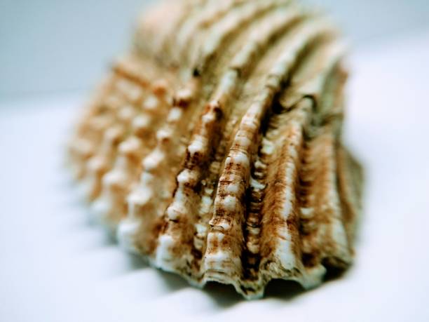 istock A picture of Sea stone 1185587220