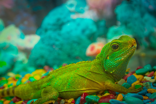 green iguana sitting on rocks, close-up