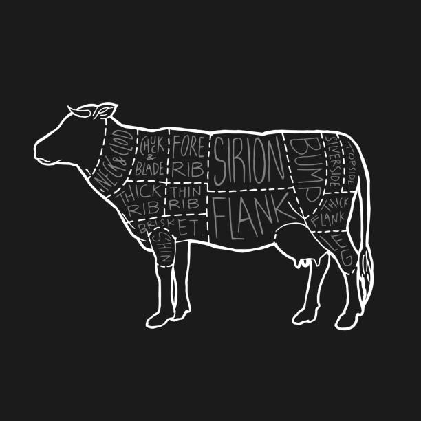 英国の肉は、図のポスターのデザインをカットします。肉屋のベクターイラストのための牛肉スキーム。牛動物シルエットヴィンテージレトロな手描きチョークスタイルのグラフィック。 - chuck steak点のイラスト素材／クリップアート素材／マンガ素材／アイコン素材