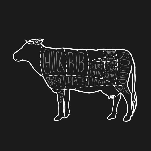 アメリカンミートは、図のポスターデザインをカットします。肉屋のベクターイラストのための牛肉スキーム。牛動物シルエットヴィンテージレトロな手描きスタイルのグラフィック。 - chuck steak点のイラスト素材／クリップアート素材／マンガ素材／アイコン素材