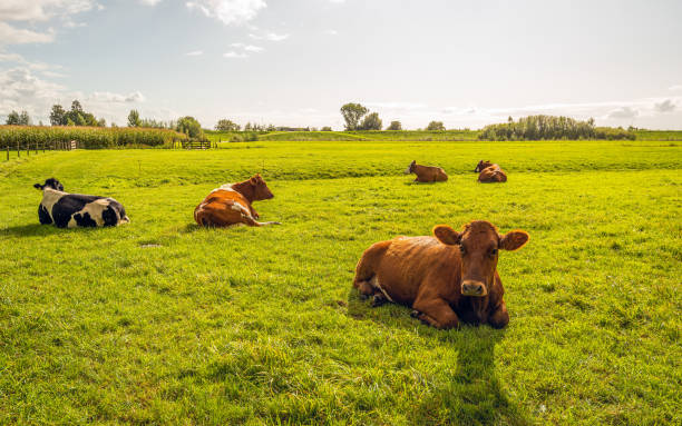 rumiando vacas a la luz de fondo. - alblasserwaard fotografías e imágenes de stock