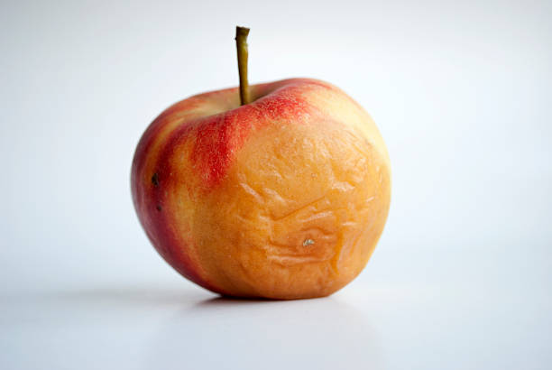 Rotting apple stock photo