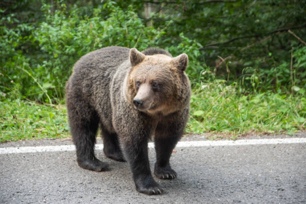 istock Brown bear standing on a road. Wild animal on road 1185590912